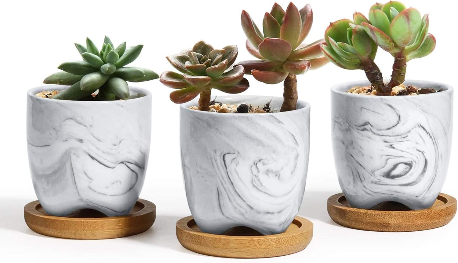 Planta Suculenta Mini 3 Pzas