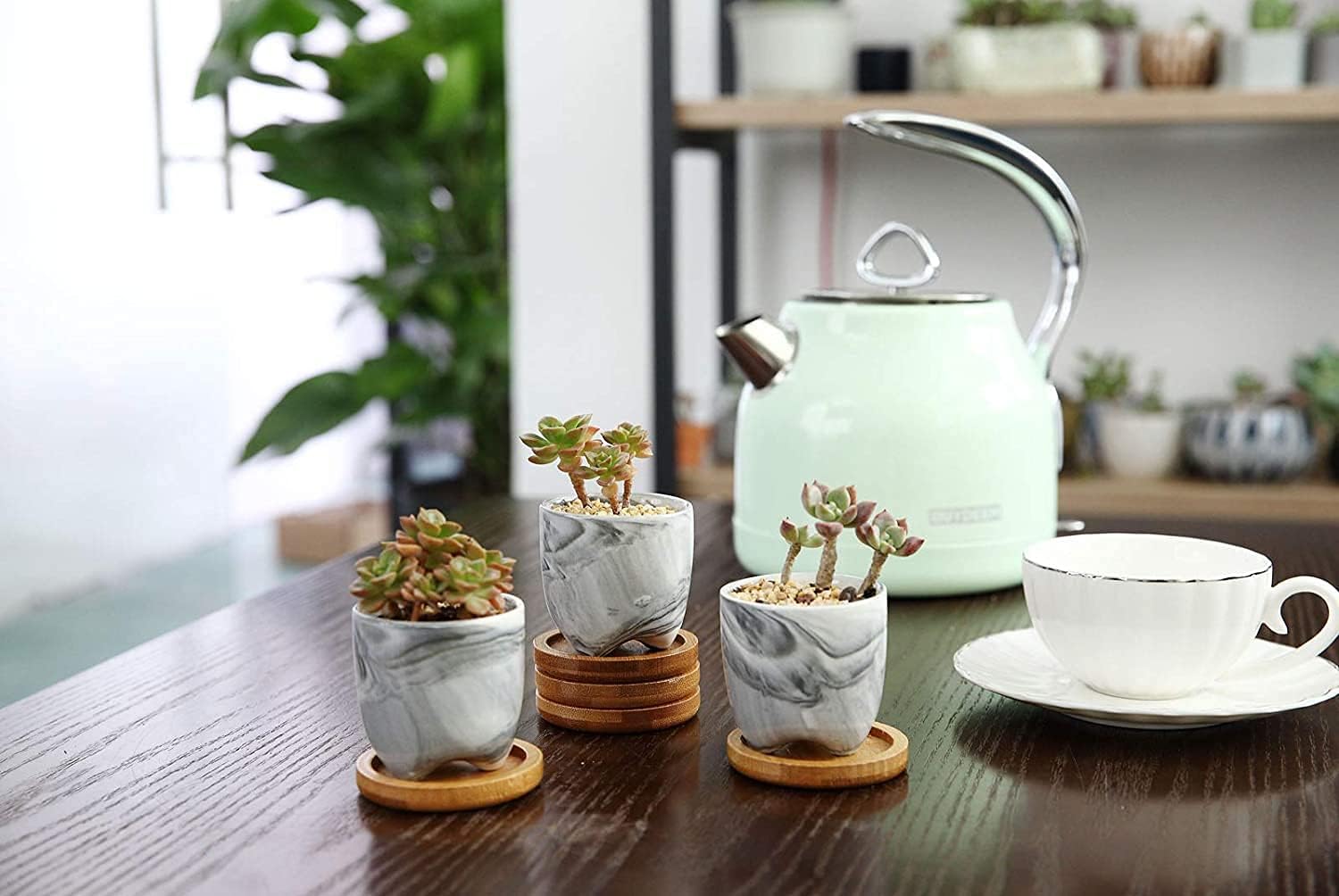 Planta Suculenta Mini 3 Pzas
