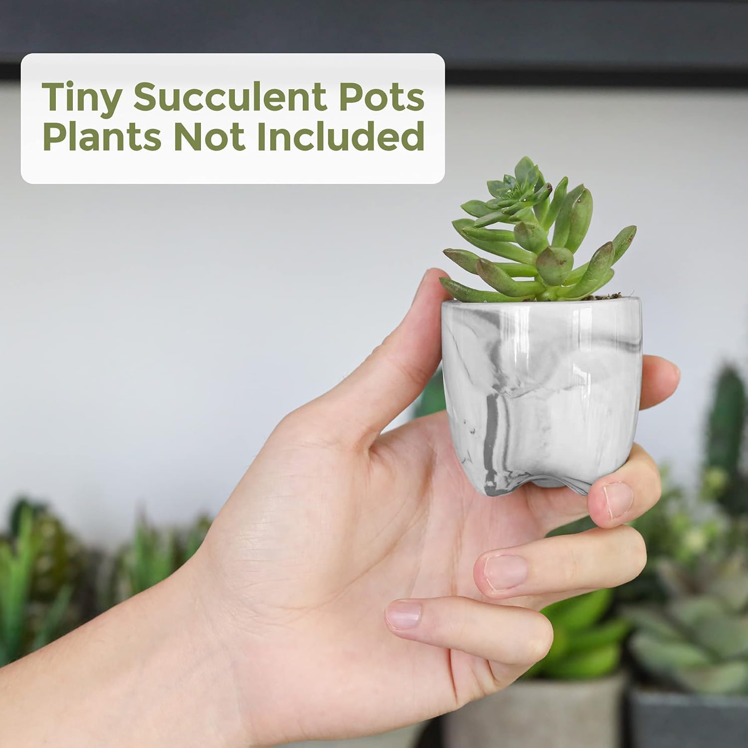 Planta Suculenta Mini 3 Pzas