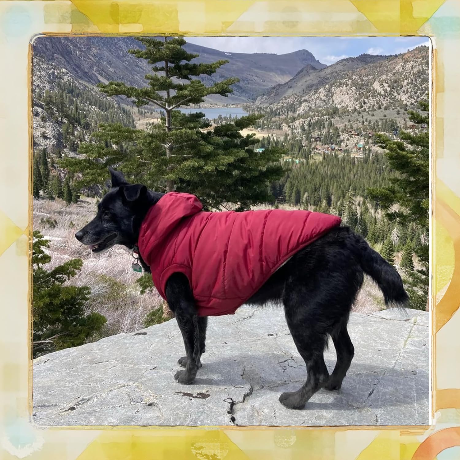 Chaqueta de invierno para mascotas