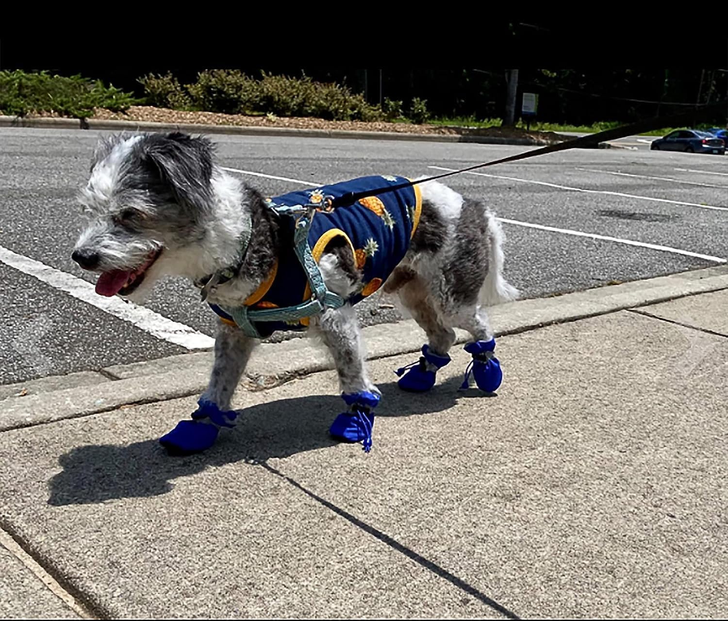 Zapatos Antideslizantes para Perros