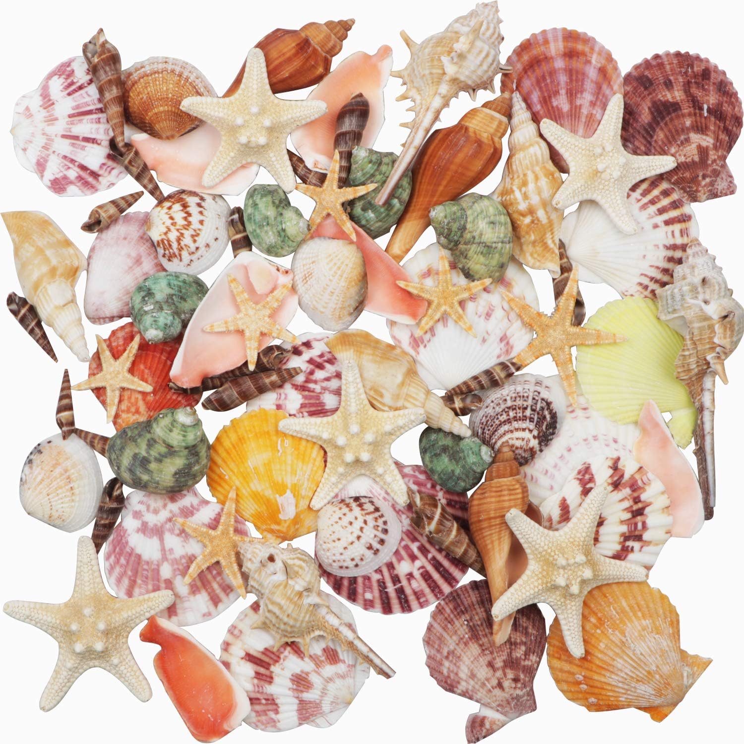 Conchas y Estrellas de Mar