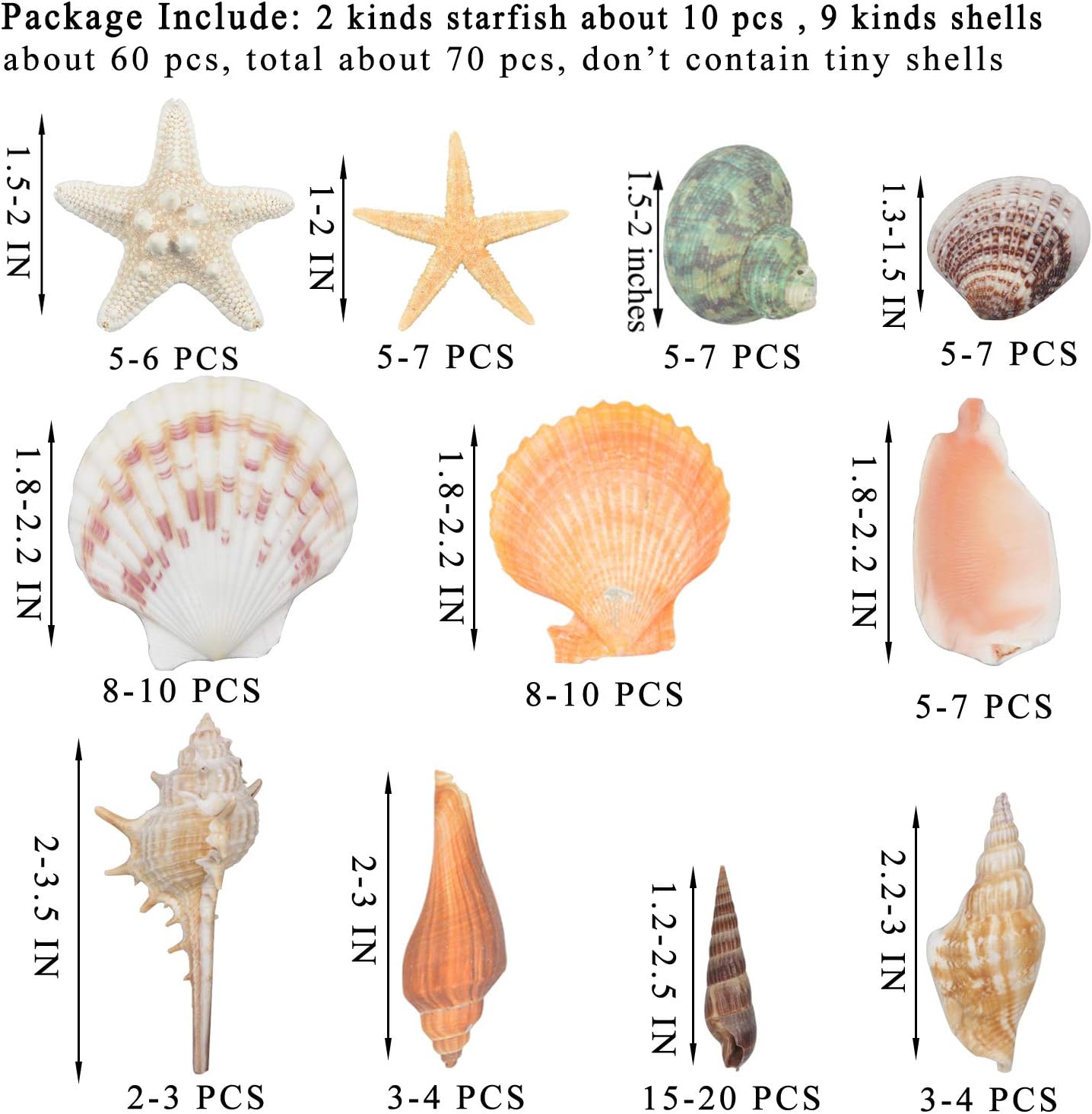 Conchas y Estrellas de Mar