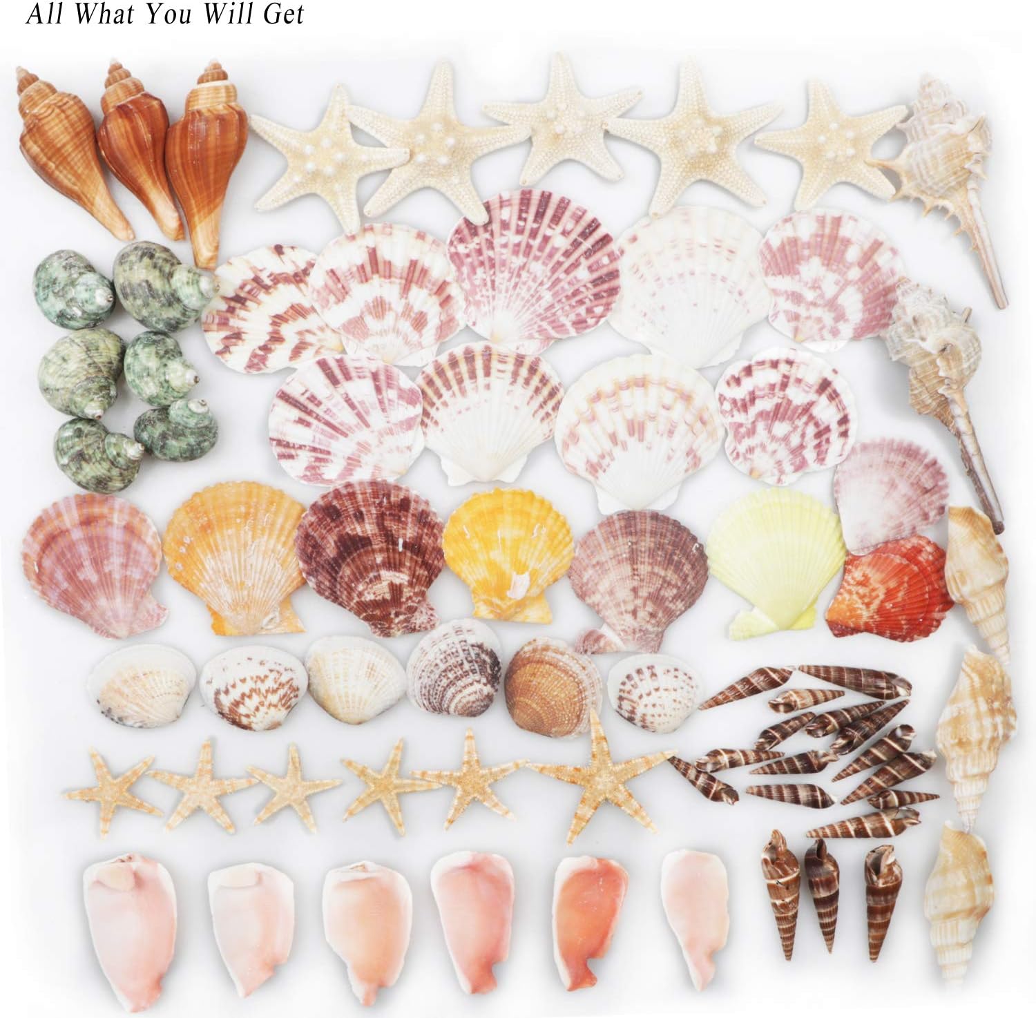Conchas y Estrellas de Mar