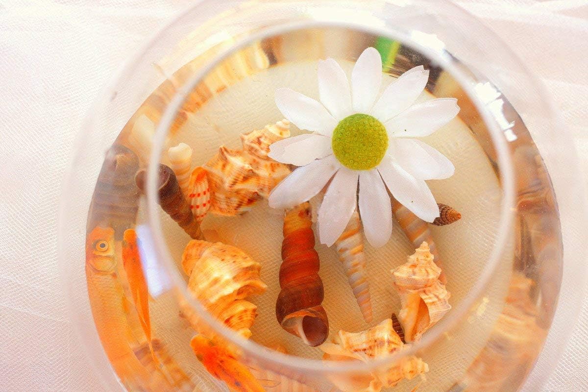Conchas y Estrellas de Mar