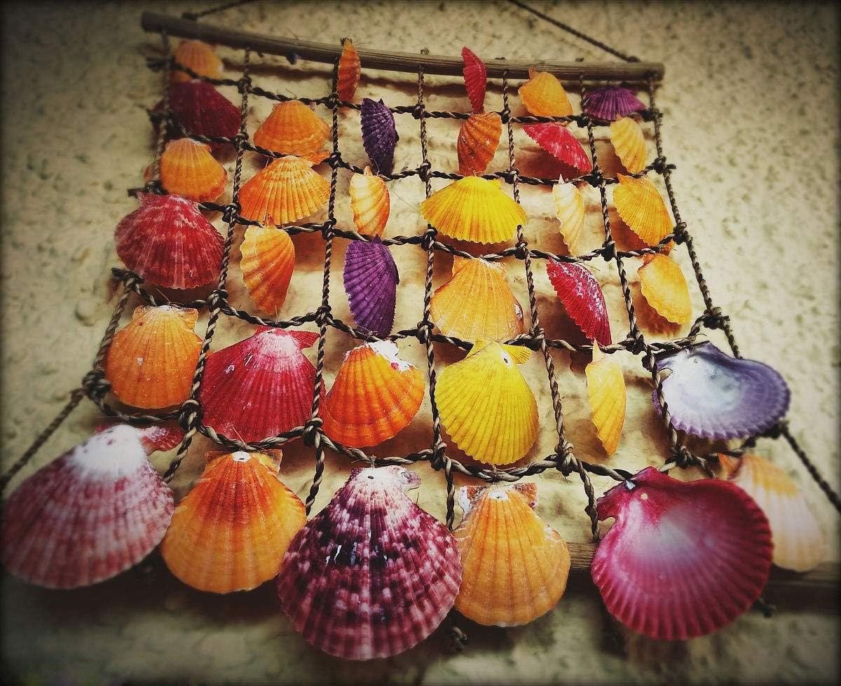 Conchas y Estrellas de Mar