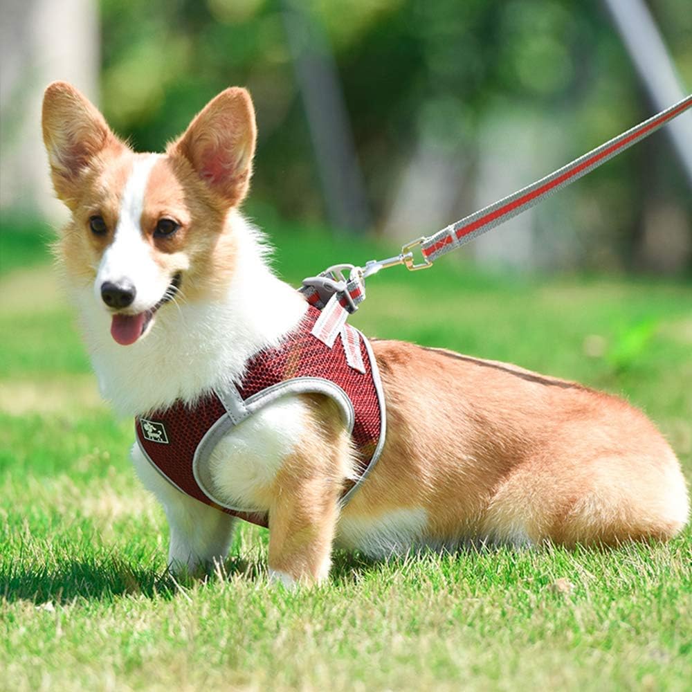 Arnés Deportivo para Perros S