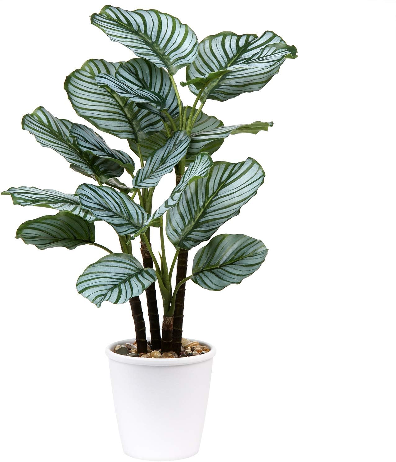 Calatheas Orbifolia Artificial