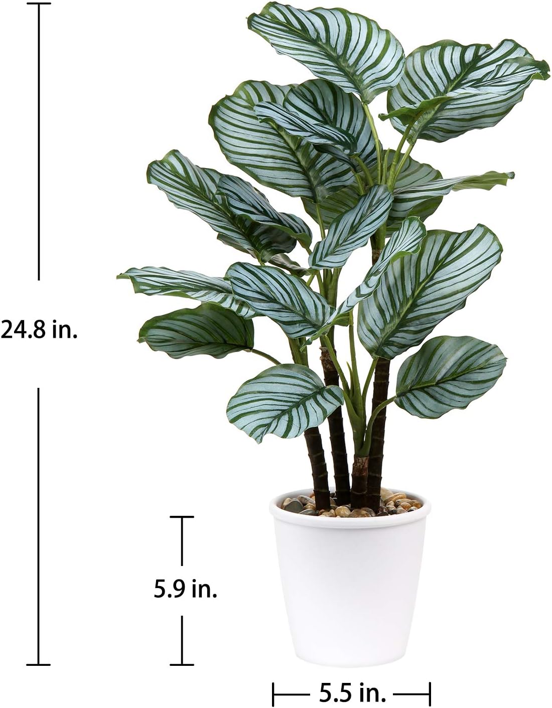 Calatheas Orbifolia Artificial